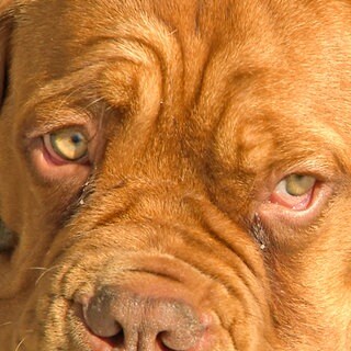 Dogge Eddy guckt in die Kamera. Er hat braunes Fell.