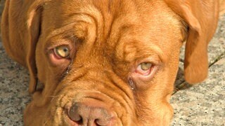 Dogge Eddy guckt in die Kamera. Er hat braunes Fell.