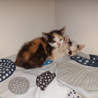 Das Tierheim in Altrich hat hohe Kosten, weil es viele kranke Katzenkinder aufgenommen hat. 