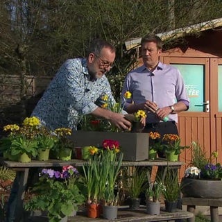 Moderator Jens Hübschen und Gärtnermeister Volker Kugel zeigen verschiedene Primeln