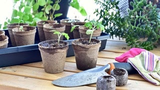 Tomatenplanzen in Anzuchtschalen