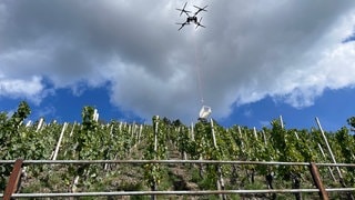 In Ockfen transportier eine Drohne erstmals Kisten mit Trauben durch den Weinberg. 