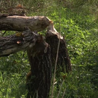 Ein umgestürzter Baum