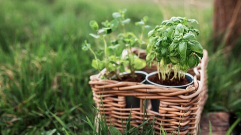 Basilikumpflanzen in einem Korb - diesen lieber nicht im Garten auf den Boden stellen, denn das könnte Schnecken anlocken. 