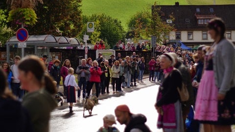 Beim 29. Viehabtrieb in Oberried haben die Zuschauer eine abgespeckte Version der Tradition miterlebt. Die eigentlichen Stars des Tages - die Kühe - sind wegen der Dürre im Sommer schon im Tal.