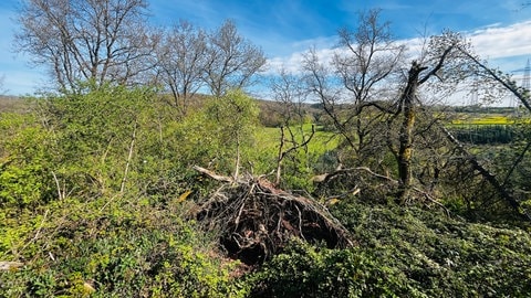 Ein durch Wind und Sturm beschädtigter Baum im Wald bei Lüxem, Kreis Bernkastel-Wittlich. 