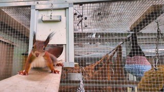 Ein rotes Eichhörnchen sitzt auf einer Holzplanke und schaut in die Kamera. Im Hintergrund ist ein metallener Käfig zu sehen.