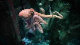 Eine Krake schwimmt im Wasser