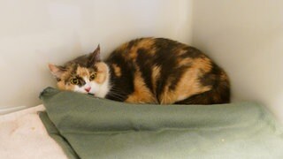 In einem Karton wurde diese Katze vor einem Tierheim ausgesetzt. Noch am selben Tag brachte das Tier Junge zur Welt.