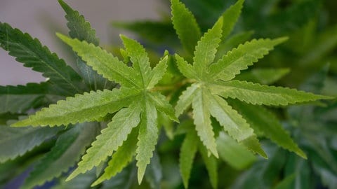 Die Blätter einer Cannabis-Pflanze: Nicht mehr Verkehrsunfälle in Rheinhessen durch Cannabis