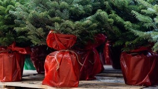 Weihnachtsbäume mit Wurzeln im Topf gibt es auch in Baumärkten. Später kann man den Baum im Garten einpflanzen. | So könnt ihr einen Weihnachtsbaum vom Topf in den Garten auswildern