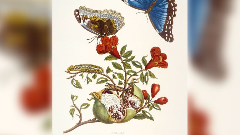 Maria Sibylla Merian: Granatapfel und Blauer Morpho (Punica Granatum und Morpho melaneus)