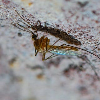 Eine Stechmücke der Art Culex pipiens Komplex ist an der Decke eines alten Eiskellers zu sehen. Stechmücken werden immer gefährlicher, sagen Forscher. Nicht nur die eingewanderten exotischen Arten können Krankheitserreger übertragen. Heimische Stechmücken verbreiten das ursprünglich aus Afrika stammende West-Nil-Virus. 