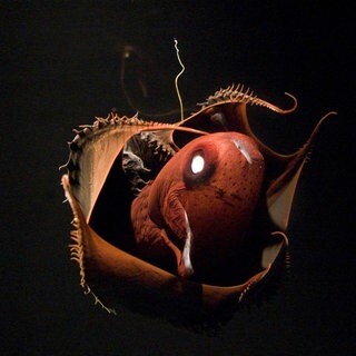 Vampirtintenfisch – in Ananas-Verteidigungshaltung, Leuchtorgan leuchtet (Vampyroteuthis infernalis). Kalifornien, USA
