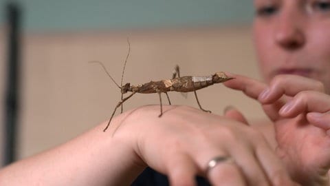Insekten sind vielfältig und Meister im Tarnen - Nadja Lenz begeistert sich seit mehr als 20 Jahren für die Tiere, die sie auch züchtet