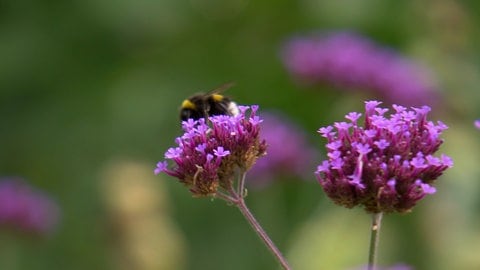 Eine Biene auf einer Blüte. Es ist der inklusive Gemeinschaftsgarten in Freiburg, in dem für alle Platz ist.