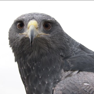 Adler