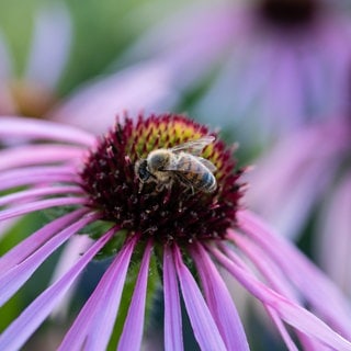 Biene auf einem Prärie-Igelkopf (Echinacea pallida)