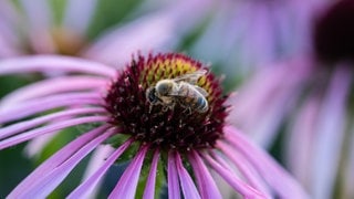 Biene auf einem Prärie-Igelkopf (Echinacea pallida)