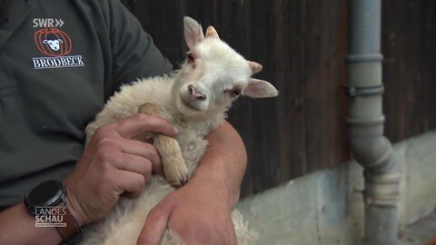 Ein kleines Lämmchen auf dem Arm eines Tierpflegers