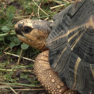 Schildkröte