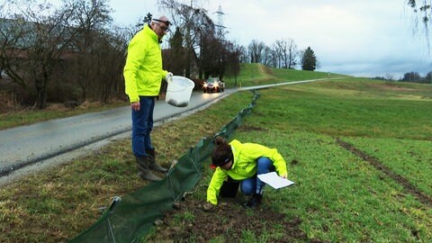 Amphibien: Krötenwanderung am Bodensee