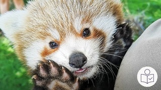 Ein kleiner roter Panda guckt in die Kamera. Er hält eine Pfote neben seine Schnauze. Der Panda ist aus dem Zoo in Heidelberg. Rechts das SWR Logo für Leichte Sprache.