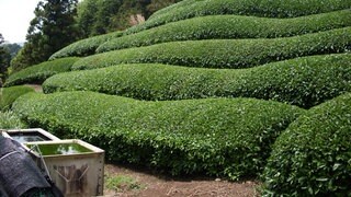 Teeplantage in Japan