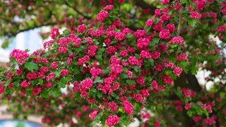 Ein Weißdorn in voller Blüte. Der Baum steht im Garten vor einem Haus.