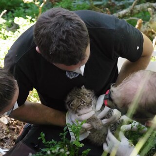 Luchs-Jungtier wird medizinisch untersucht