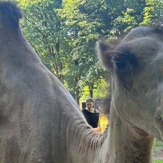 100%-Tippquote. Das ist Gaya, unser westpfälzisches WM-Orakel aus dem Zoo Kaiserslautern.