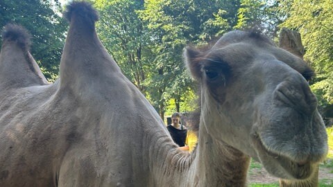 100%-Tippquote. Das ist Gaya, unser westpfälzisches WM-Orakel aus dem Zoo Kaiserslautern.