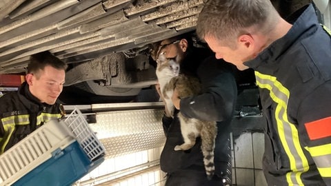 Katze Mika wird wird von drei Feuerwehrleuten aus dem Unterboden eines Linienbusses gerettet. Das Tier hatte sich in Wiesbaden in dem Bus versteckt und kam nicht mehr alleine heraus