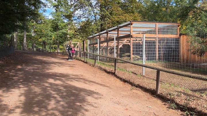Zwei Wildkatzen leben im neuen Gehege im Wildpark auf dem Betzenberg in Kaiserslautern.