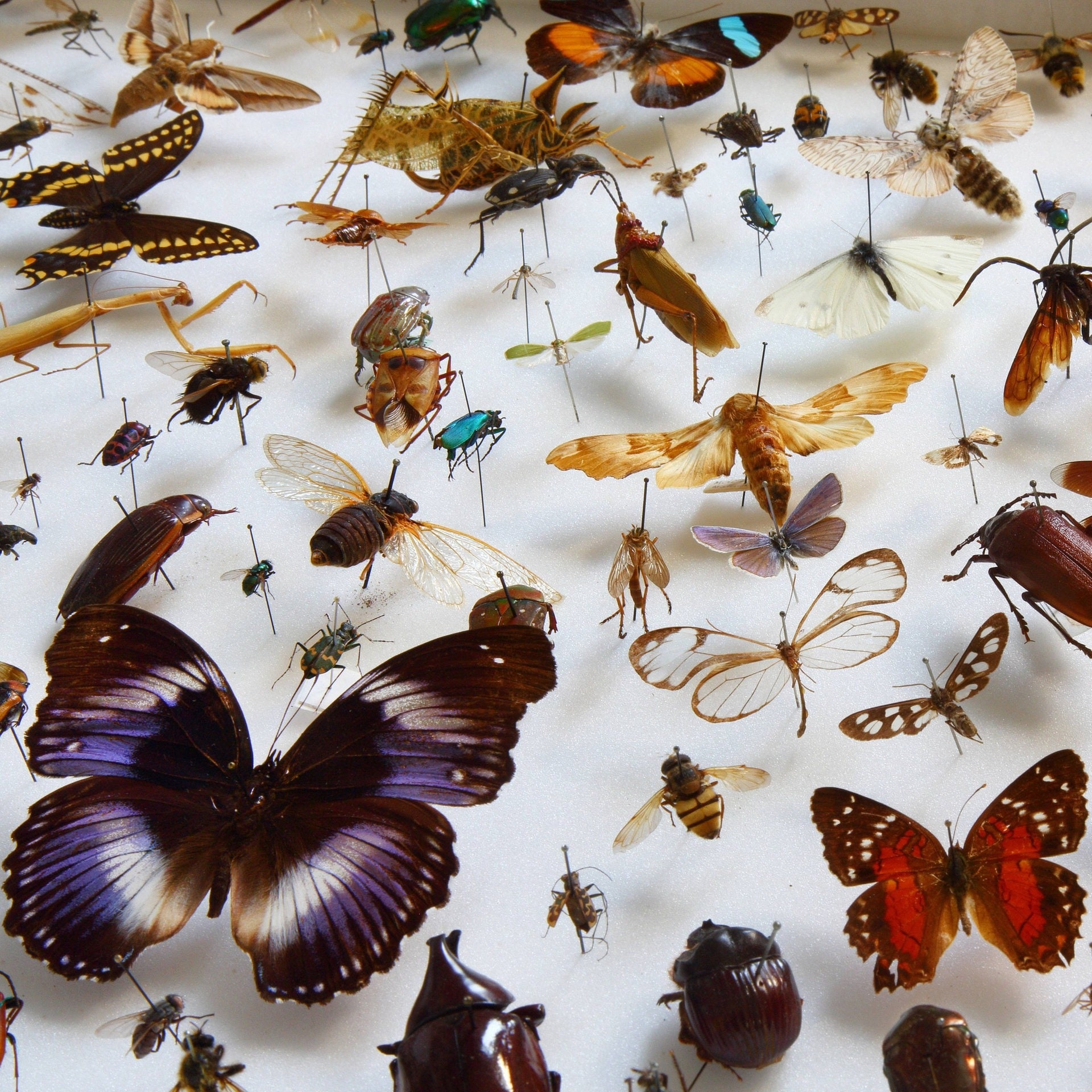Warum gibt es so viele Insektenarten? episode artwork