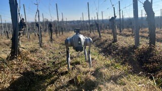 Ein Roboterhund in einem Weinberg.
