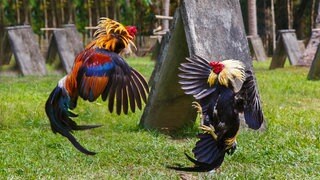 Traditioneller philippinischer Hahnenkampf auf grünem Gras. Beliebter Sport und Tradition in Asien. Symbolfoto.