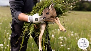 Das ist ein Beispiel-Bild: Eine Person hebt ein Reh·kitz aus dem Gras. Die Retter vom Verein Kitz Retter Neckar Alb haben mehr als 300 Tiere gerettet. Rechts das SWR Logo für Leichte Sprache.