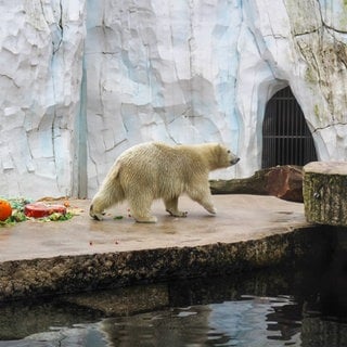 Eisbär Mika aus dem Karlsruher Zoo ist jetzt ein Jahr alt.