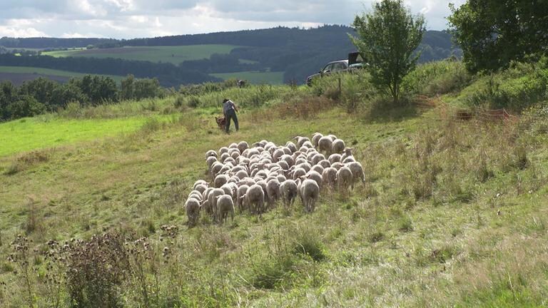 Schafherde