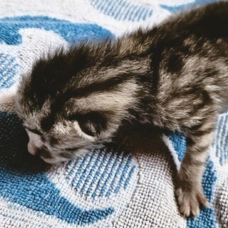 Ein erst wenige Tage altes, grau getigertes Katzenbaby wurde an der K34 zwischen Lörzweiler und Nackenheim ausgesetzt.