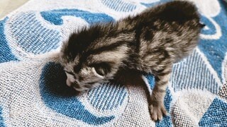 Ein erst wenige Tage altes, grau getigertes Katzenbaby wurde an der K34 zwischen Lörzweiler und Nackenheim ausgesetzt.
