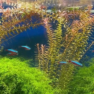 Kleine Fische im Aquarium