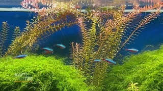 Kleine Fische im Aquarium