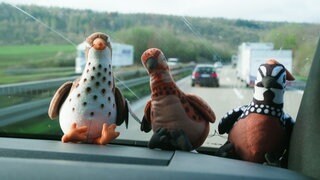 Drei Wachtel-Stofftiere mit verschiedenen Mustern sitzen auf dem Amaturenbrett eines Sprinters. Im Hintergrund sieht man die Autobahn.
