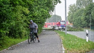 Umgestürzte Baumstämme nach einem Unwetter in Friedrichshafen