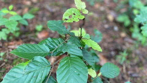 Kaum höher als 30 Zentiemter ragen diese sieben Jahre alten Buchen im Schwollener Wald in die Höhe.