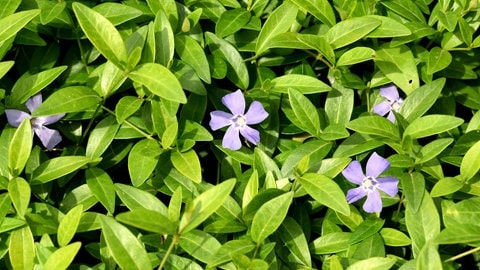"Vinca minor" ist ein immergrüner Bodendecker mit kleinen blauen Blüten.