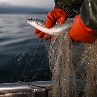 Eine Fischerin hält im Oktober 2023 ein Felchen in den Händen, das mit einem Netz aus dem Bodensee gefangen wurde: Die Bestände des Felchens, lange Zeit Haupteinnahmequelle der Fischer, gehen stark zurück. Es gilt ein mehrjähriges Fangverbot.
