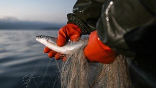 Eine Fischerin hält im Oktober 2023 ein Felchen in den Händen, das mit einem Netz aus dem Bodensee gefangen wurde: Die Bestände des Felchens, lange Zeit Haupteinnahmequelle der Fischer, gehen stark zurück. Es gilt ein mehrjähriges Fangverbot.